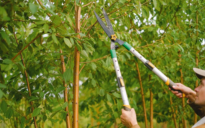 Tree trimming in Dale, IN