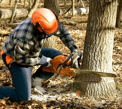 Tree Removal in Dale, IN